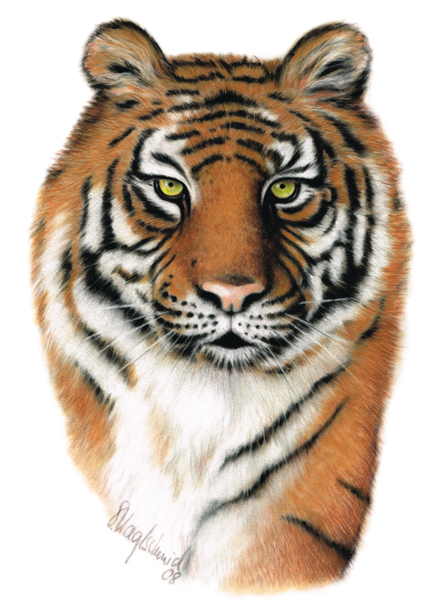 Tiger - Pastell