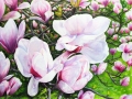 Magnolientraum-Naglschmid