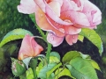 Rose-nach-dem-Regen-Naglschmid