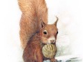 Eichhornchen