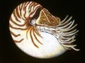 Nautilus