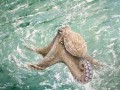 Oktopus