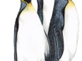 Kaiserpinguin