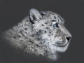 Schneeleopard